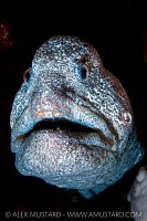 Wolf Eel Portrait, Canada