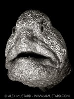 Wolf Eel Portrait, Canada
