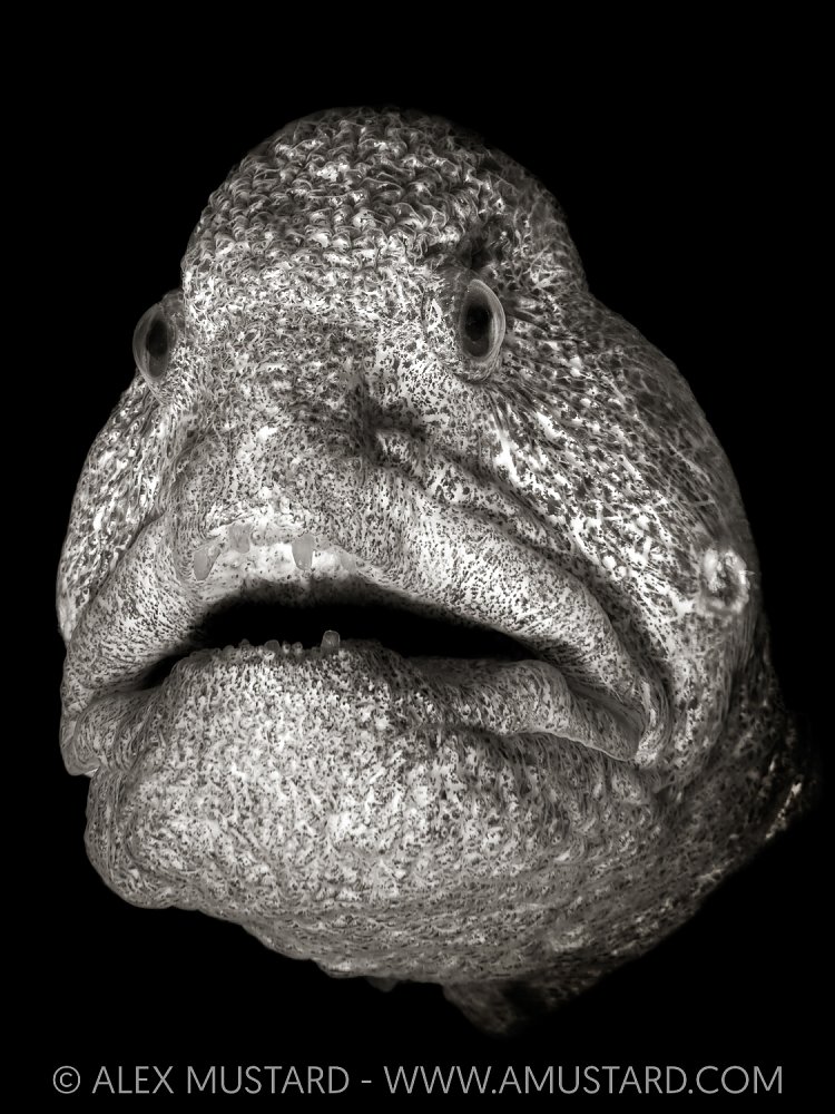 Wolf Eel Portrait, Canada