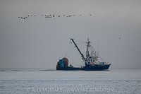 Fishing Boat and Geese, Canada