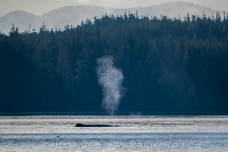 Humpback Blow, Canada