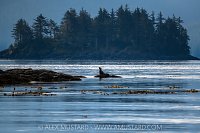 Sea Lion And Island, Canada