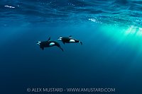 Orca Pair, Norway