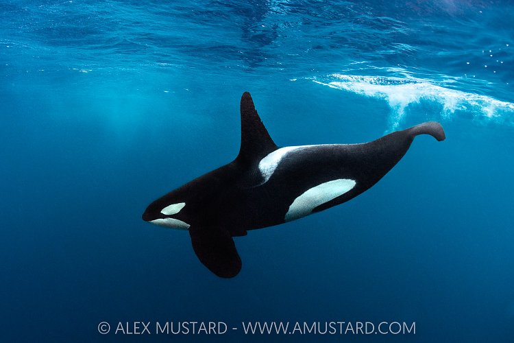 Male Orca, Norway
