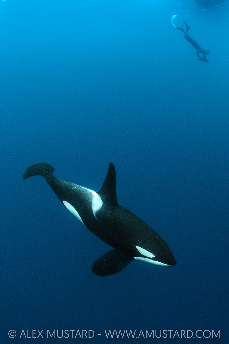Male Orca With Diver, Norway