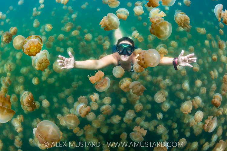 Snorkelling With Jellies, Palau