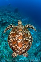 Green Turtle Over Reef, Palau