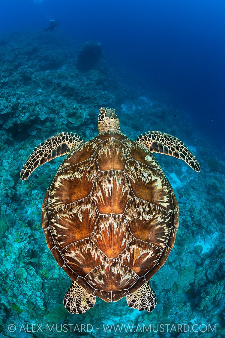 Green Turtle Over Reef, Palau