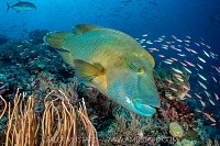 Napoleon On Patrol, Indonesia