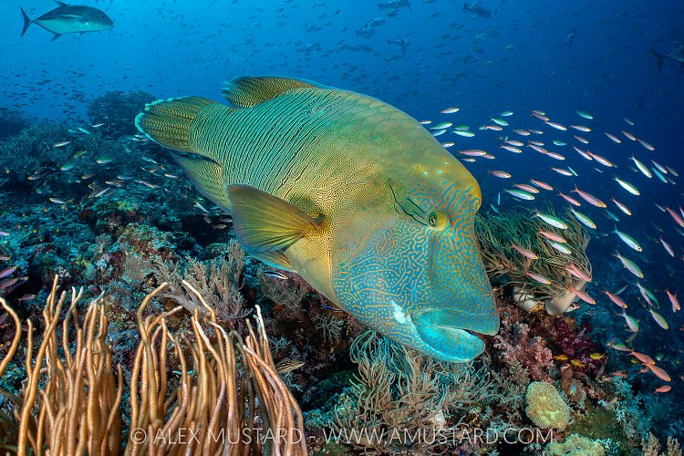 Napoleon On Patrol, Indonesia