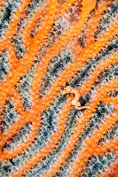 Pygmy Seahorse On Fan, Indonesia
