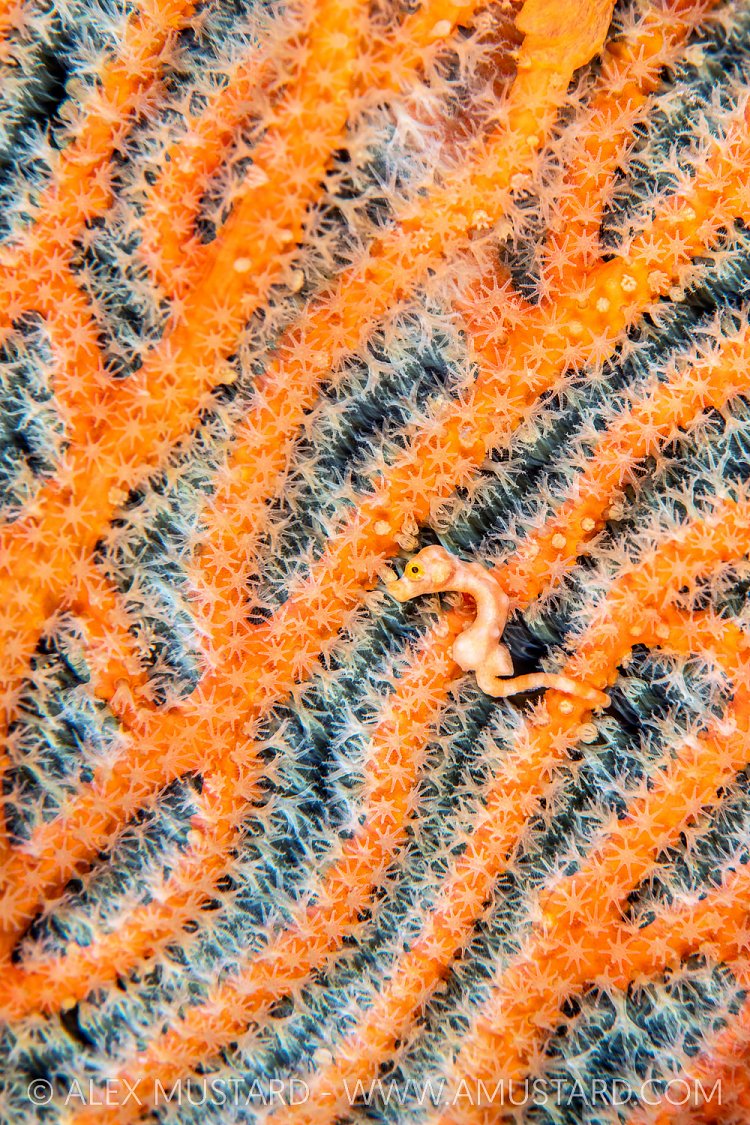 Pygmy Seahorse On Fan, Indonesia