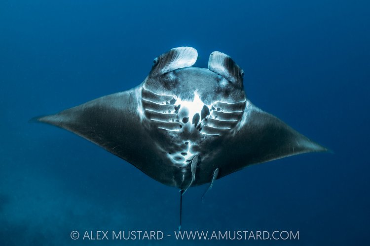Baby Manta, Indonesia