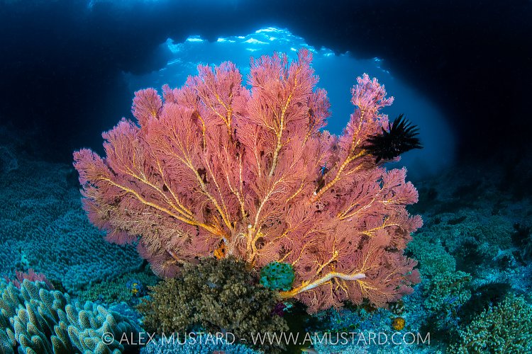 Seafan And Arch, Indonesia
