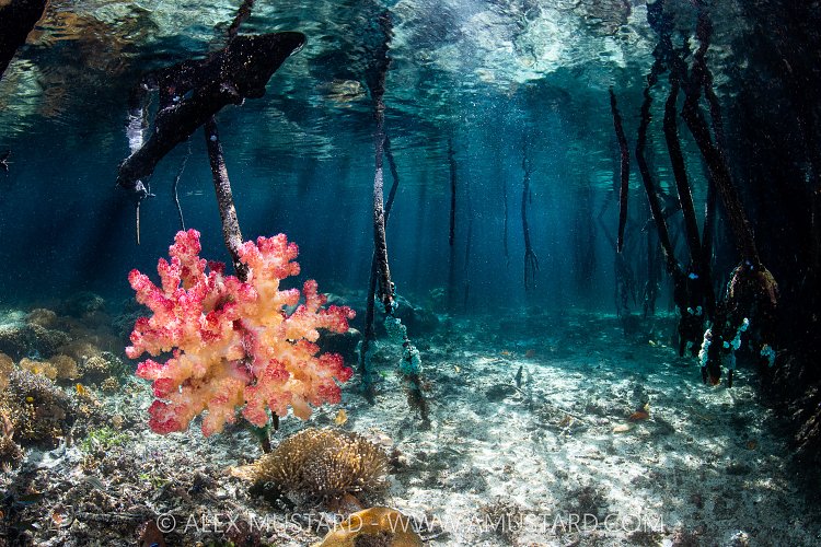 Soft Coral In Mangroves, Indonesia