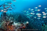 Bludger Trevally On The Hunt, Indonesia