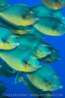 School Of Unicorns, Egypt