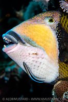 Dangerous Work, Egypt