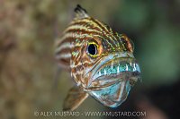 Cardinalfish With Eggs, Egypt