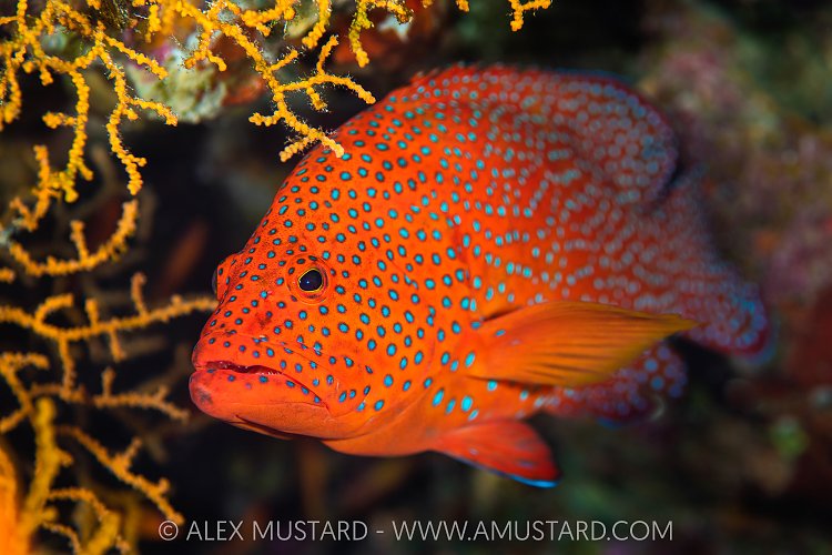 Coral Grouper, Egypt