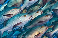 Snapper School, Egypt