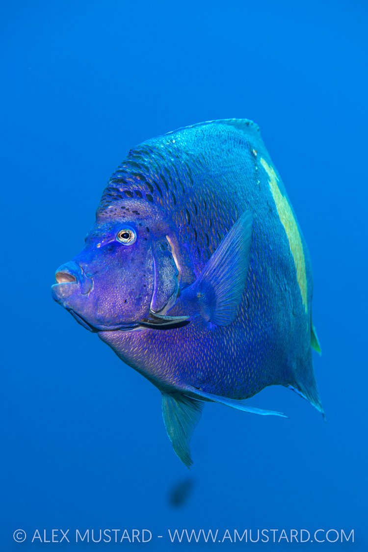 Yellow Bar In Blue, Egypt