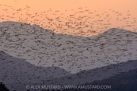 Starlings, Italy