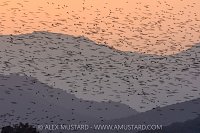 Starlings, Italy