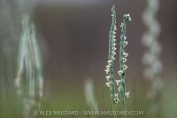 Autumn Orchid Meadow, Italy