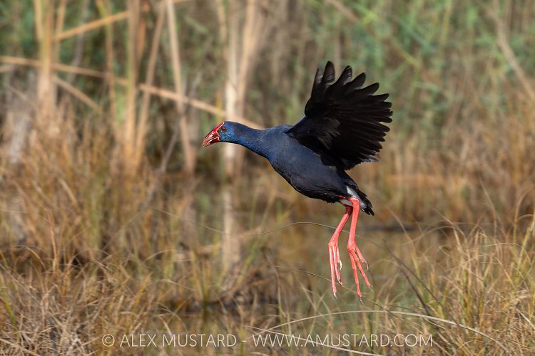 Swamphen Flight & Fight, Italy