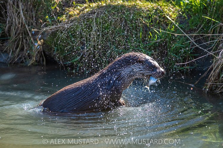 Otter With Fish, UK