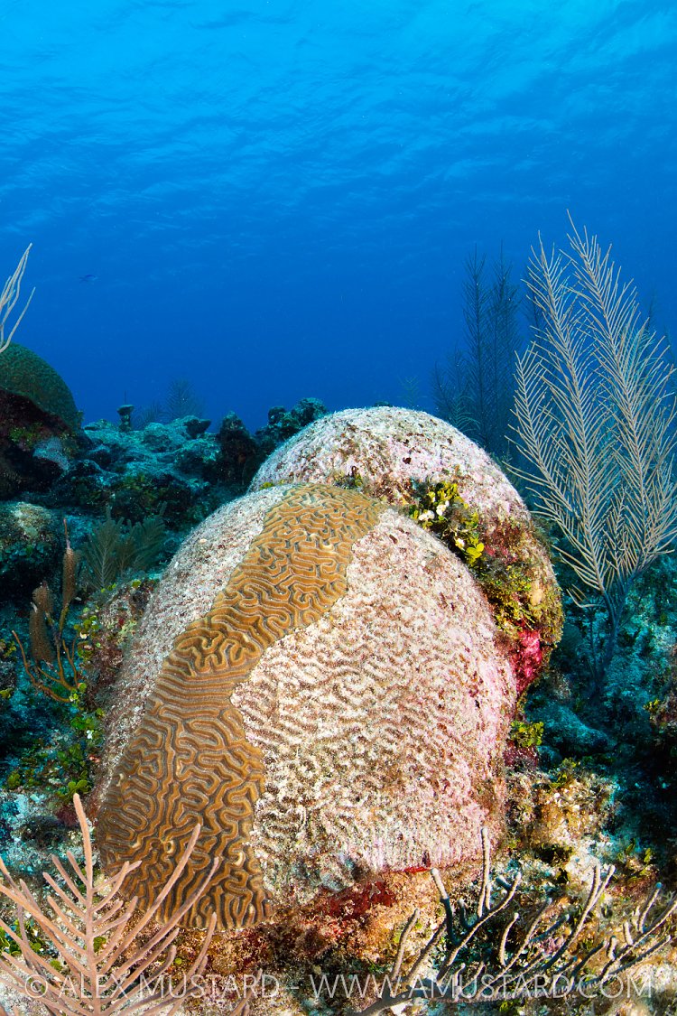 Recovered Coral, Cayman Islands