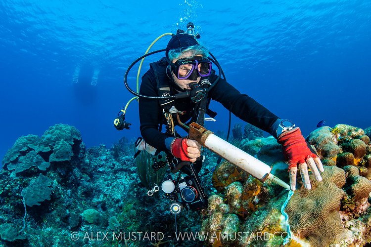 Treating Corals, Cayman Islands