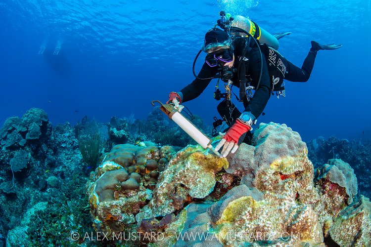 Treating Corals, Cayman Islands