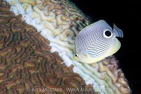 Foureye Butterflyfish Feeding, Cayman Islands