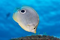 Foureye Butterflyfish Feeding, Cayman Islands