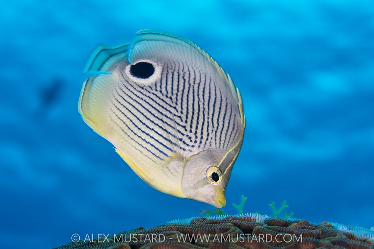 Foureye Butterflyfish Feeding, Cayman Islands
