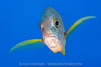 Schoolmaster Fish, Cayman Islands