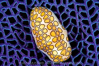 Flamingo Tongue On Fan, Cayman Islands