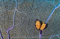 Flamingo Tongues On Fan, Cayman Islands