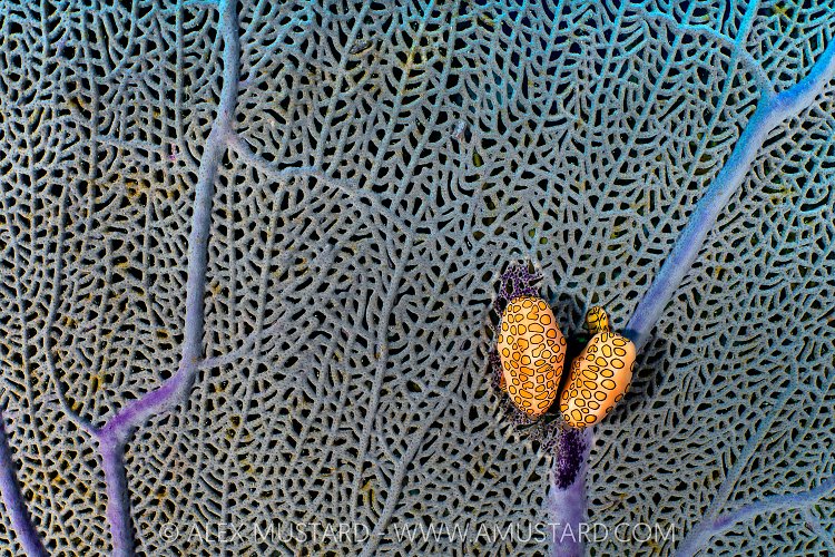 Flamingo Tongues On Fan, Cayman Islands