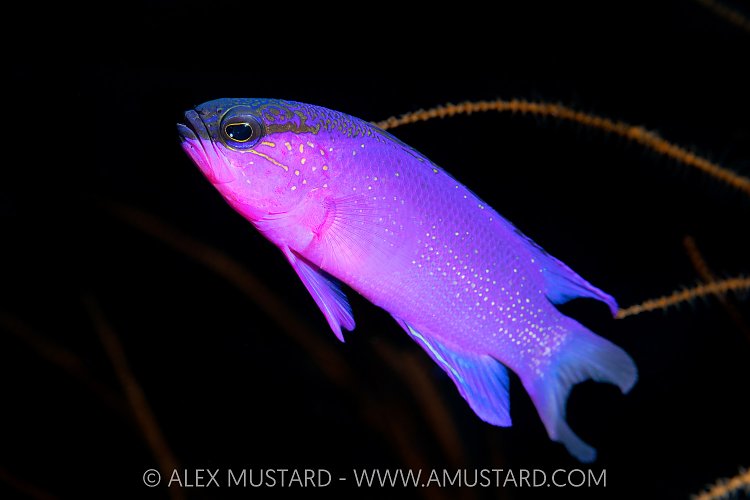 Blackcap Basslet, Cayman Islands