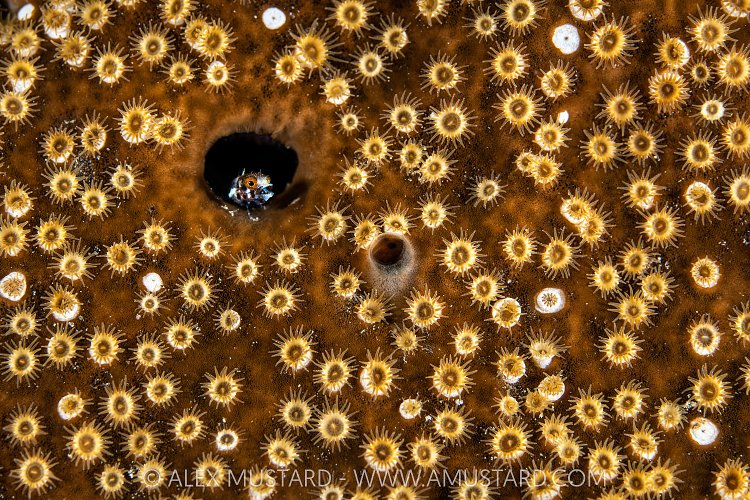 Blenny In The Stars, Cayman Islands