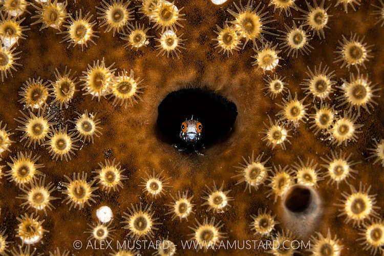 Blenny In The Stars, Cayman Islands