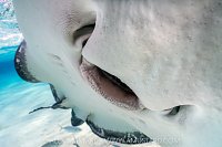 Stingray Mouth, Cayman Islands