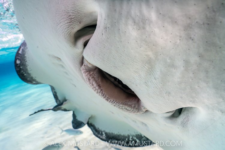Stingray Mouth, Cayman Islands