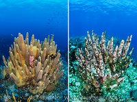 Pillar Coral Killed By SCTLD, Cayman Islands