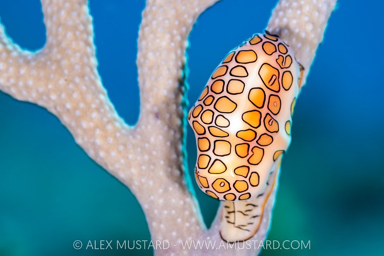 Flamingo Tongue, Cayman Islands