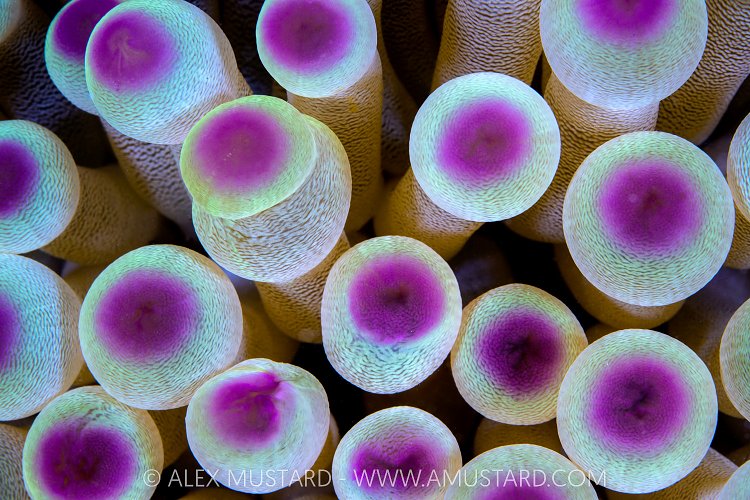 Tentacles, Cayman Islands