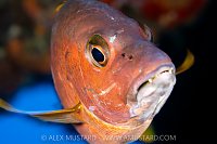 Schoolmaster Portrait, Cayman Islands